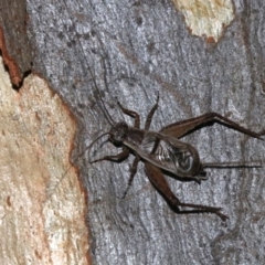 Eurepa marginipennis at Majura, ACT - 28 Jan 2019