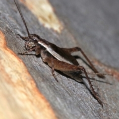 Eurepa marginipennis at Majura, ACT - 28 Jan 2019