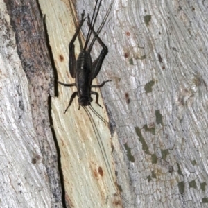 Eurepa marginipennis at Majura, ACT - 2 Feb 2019