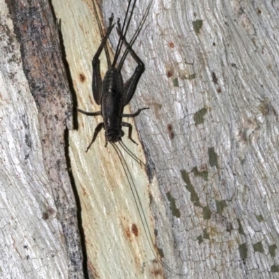 Eurepa marginipennis (Mottled bush cricket) at Majura, ACT - 2 Feb 2019 by jbromilow50