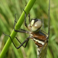 Synthemis eustalacta (Swamp Tigertail) at Coree, ACT - 2 Feb 2019 by HarveyPerkins