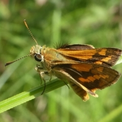 Ocybadistes walkeri (Green Grass-dart) at Coree, ACT - 2 Feb 2019 by HarveyPerkins