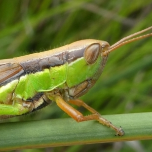 Bermius brachycerus at Coree, ACT - 2 Feb 2019