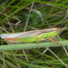 Bermius brachycerus at Coree, ACT - 2 Feb 2019