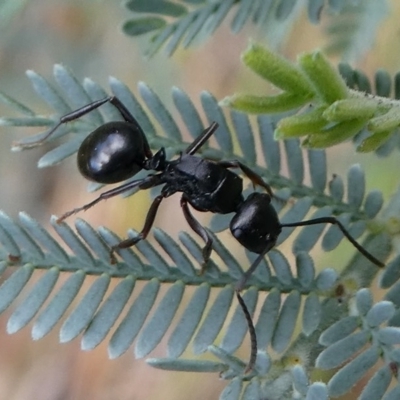 Polyrhachis sp. (genus) (A spiny ant) at Cotter River, ACT - 2 Feb 2019 by HarveyPerkins