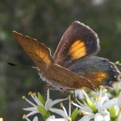 Paralucia aurifera (Bright Copper) at Lower Cotter Catchment - 2 Feb 2019 by HarveyPerkins