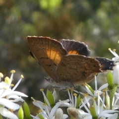 Paralucia aurifera at Cotter River, ACT - 2 Feb 2019 04:52 PM