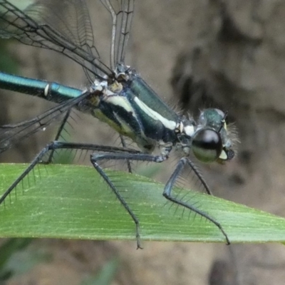 Austroargiolestes icteromelas (Common Flatwing) at Cotter River, ACT - 2 Feb 2019 by HarveyPerkins