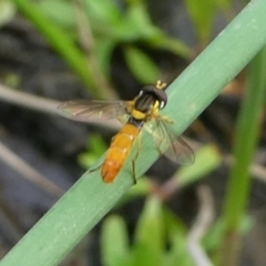 Sphaerophoria macrogaster (Hover Fly) at Cotter River, ACT - 2 Feb 2019 by HarveyPerkins