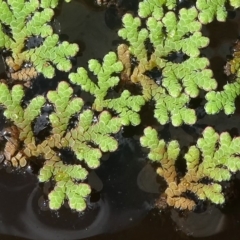 Azolla rubra (Red Water Fern) at Kambah, ACT - 3 Feb 2019 by HarveyPerkins