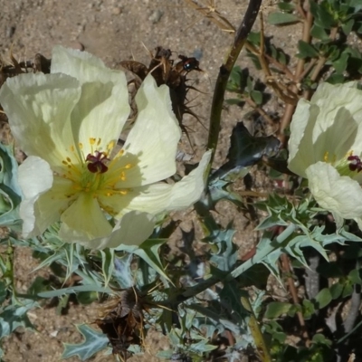 Argemone ochroleuca subsp. ochroleuca (Mexican Poppy, Prickly Poppy) at Tuggeranong DC, ACT - 3 Feb 2019 by HarveyPerkins