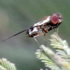 Villa sp. (genus) (Unidentified Villa bee fly) at Ainslie, ACT - 26 Jan 2019 by jb2602