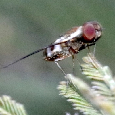 Villa sp. (genus) (Unidentified Villa bee fly) at Ainslie, ACT - 26 Jan 2019 by jb2602