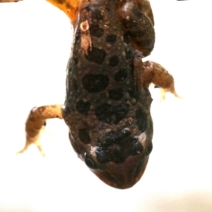 Limnodynastes tasmaniensis at Majura, ACT - 1 Feb 2019