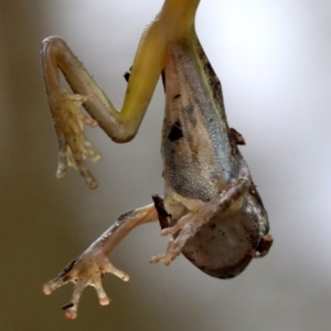 Litoria peronii at Majura, ACT - 1 Feb 2019