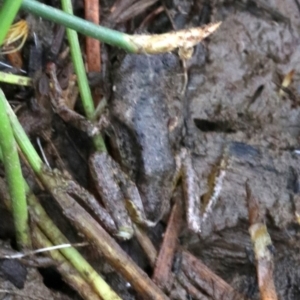 Litoria peronii at Majura, ACT - 1 Feb 2019