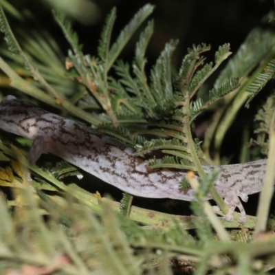 Christinus marmoratus (Southern Marbled Gecko) at Ainslie, ACT - 6 Feb 2019 by jb2602