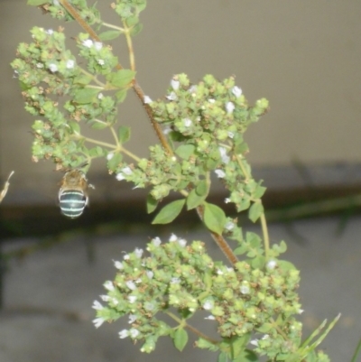 Amegilla sp. (genus) (Blue Banded Bee) at Basin View, NSW - 27 Jan 2019 by Trishwildfire