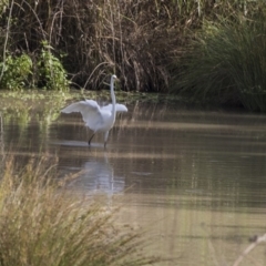 Ardea alba (Great Egret) at Fyshwick, ACT - 5 Feb 2019 by Alison Milton