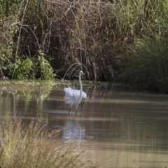 Ardea alba at Fyshwick, ACT - 6 Feb 2019