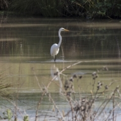 Ardea alba at Fyshwick, ACT - 6 Feb 2019 08:26 AM