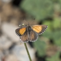 Lucia limbaria (Chequered Copper) at Fyshwick, ACT - 6 Feb 2019 by AlisonMilton