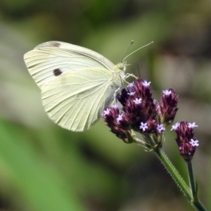 Pieris rapae at Tuggeranong DC, ACT - 7 Feb 2019