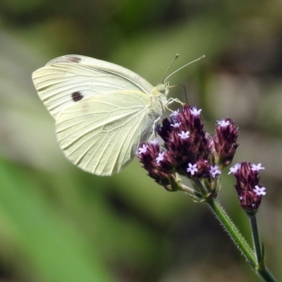 Pieris rapae (Cabbage White) at Tuggeranong DC, ACT - 7 Feb 2019 by RodDeb