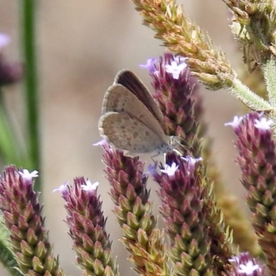 Zizina otis (Common Grass-Blue) at Tuggeranong DC, ACT - 7 Feb 2019 by RodDeb