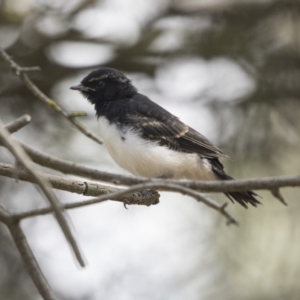 Rhipidura leucophrys at Fyshwick, ACT - 6 Feb 2019 09:32 AM