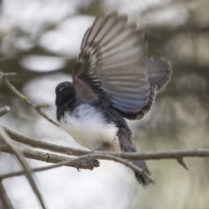 Rhipidura leucophrys at Fyshwick, ACT - 6 Feb 2019 09:32 AM