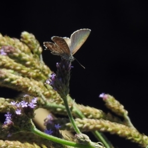 Theclinesthes serpentata at Tuggeranong DC, ACT - 7 Feb 2019