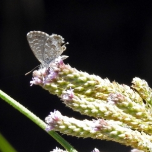 Theclinesthes serpentata at Tuggeranong DC, ACT - 7 Feb 2019