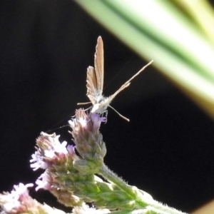 Theclinesthes serpentata at Tuggeranong DC, ACT - 7 Feb 2019