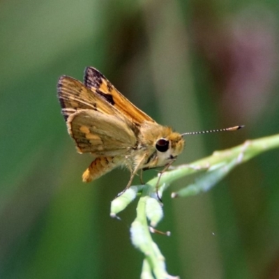 Ocybadistes walkeri (Green Grass-dart) at Tuggeranong DC, ACT - 7 Feb 2019 by RodDeb