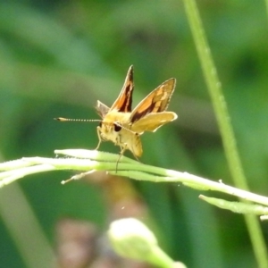 Ocybadistes walkeri at Tuggeranong DC, ACT - 7 Feb 2019