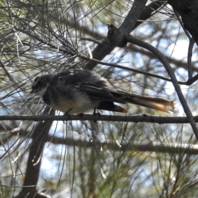 Rhipidura albiscapa (Grey Fantail) at Tuggeranong DC, ACT - 7 Feb 2019 by RodDeb