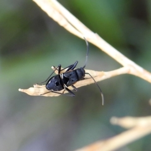 Dieuches sp. (genus) at Tuggeranong DC, ACT - 7 Feb 2019 11:43 AM