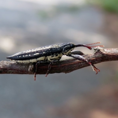 Rhinotia sp. (genus) (Unidentified Rhinotia weevil) at Tuggeranong DC, ACT - 7 Feb 2019 by RodDeb