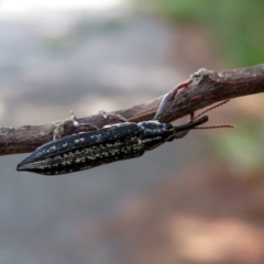 Rhinotia sp. (genus) at Tuggeranong DC, ACT - 7 Feb 2019