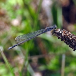 Ischnura heterosticta at Tuggeranong DC, ACT - 7 Feb 2019