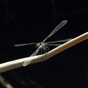 Austroargiolestes icteromelas at Tuggeranong DC, ACT - 7 Feb 2019 12:13 PM