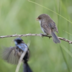 Malurus cyaneus (Superb Fairywren) at Fyshwick, ACT - 6 Feb 2019 by AlisonMilton