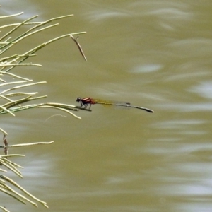 Nososticta solida at Tuggeranong DC, ACT - 7 Feb 2019