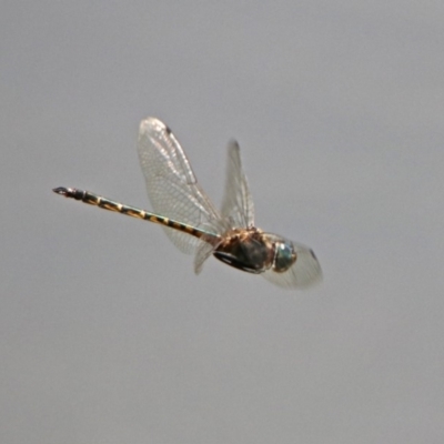 Hemicordulia australiae (Australian Emerald) at Tuggeranong DC, ACT - 7 Feb 2019 by RodDeb