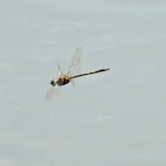 Hemicordulia australiae at Tuggeranong DC, ACT - 7 Feb 2019 12:36 PM