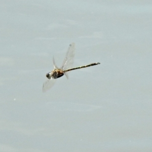 Hemicordulia australiae at Tuggeranong DC, ACT - 7 Feb 2019 12:36 PM