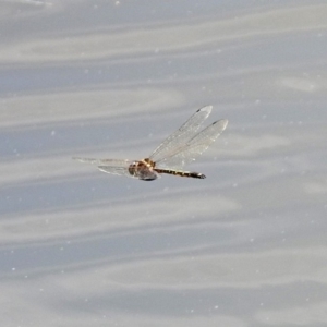 Hemicordulia australiae at Tuggeranong DC, ACT - 7 Feb 2019 12:36 PM