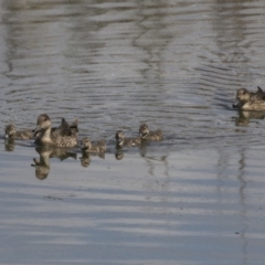 Anas gracilis (Grey Teal) at Fyshwick, ACT - 5 Feb 2019 by AlisonMilton