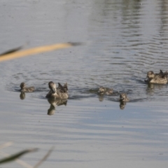 Anas gracilis at Fyshwick, ACT - 6 Feb 2019 10:32 AM